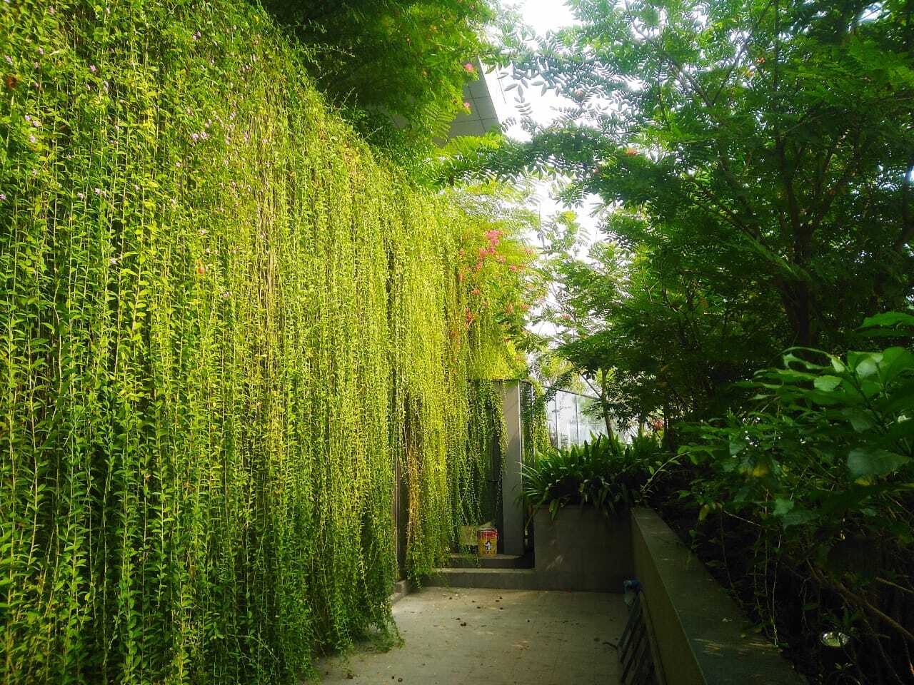Shaded garden passage lined with hanging vines and dense planting at Biowonder, Kolkata