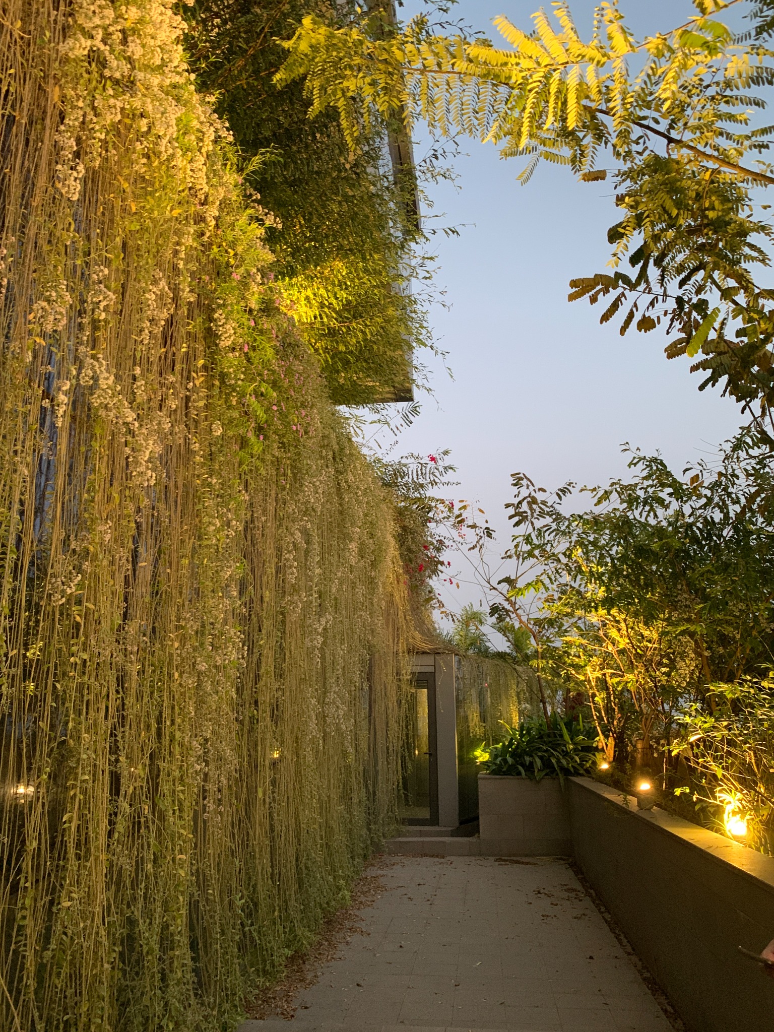 Evening light along a garden passage beside hanging vines at Biowonder, Kolkata