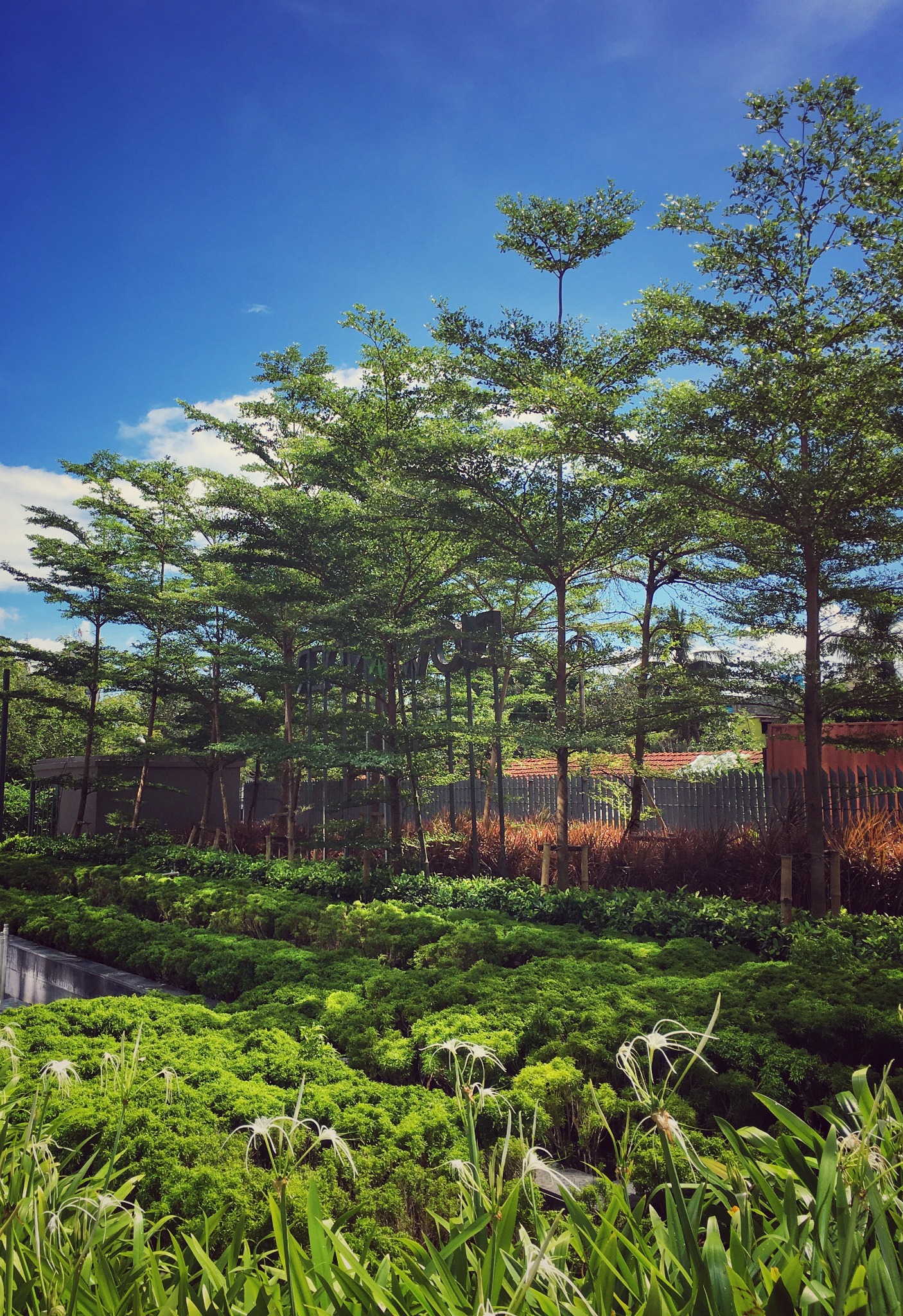 Layered planting and slender trees in the Biowonder arrival garden, Kolkata